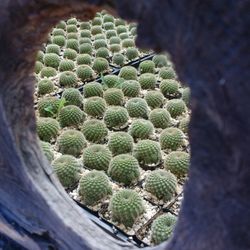 C & J Cactus Nursery