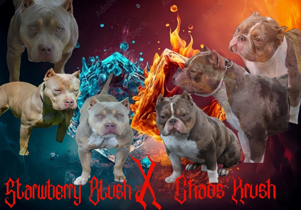 COUNCIL HOUSE BULLIES Updated August 2024 11 Photos Charlotte