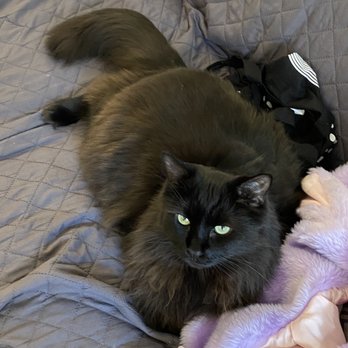 Posh Pets Rescue - Animal Shelters Near Me - Long Beach, New York