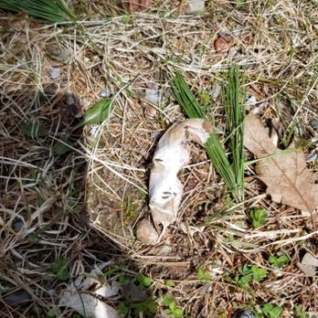 Wicked Tick - A fallen BTM nest, even in early spring these should be handled carefully! - Pest Control Near Me