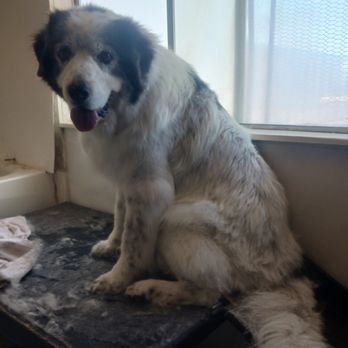 Darlene's Claw and Paws Spa - Breed : St Bernard x Pyrenees
Bath and Tidy - Pet Groomers Near Me - Silver Springs, Nevada Darlene's Claw and Paws Spa - Breed : St Bernard x Pyrenees
Bath and Tidy - Pet Groomers Near Me - Silver Springs, Nevada
