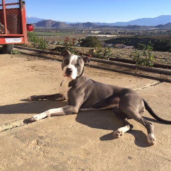Kahoots Feed and Pet Store - My beautiful pup only eats Kahoots Salmon Grain Free Dog Food - Pet Stores Near Me - Murrieta, California Kahoots Feed and Pet Store - My beautiful pup only eats Kahoots Salmon Grain Free Dog Food - Pet Stores Near Me - Murrieta, California