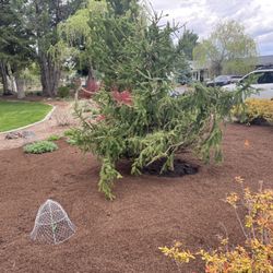 Bend Pine Nursery - The new tree in the ground