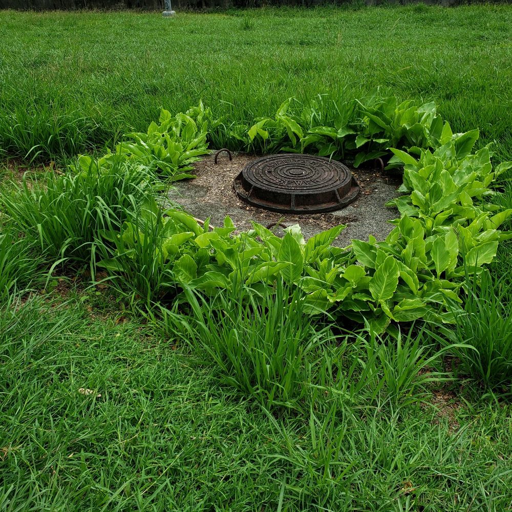 Manoa Valley District Park - What is that plant that surrounds that sewer cover man hole? - Parks Near Me - Honolulu, Hawaii Manoa Valley District Park - What is that plant that surrounds that sewer cover man hole? - Parks Near Me - Honolulu, Hawaii