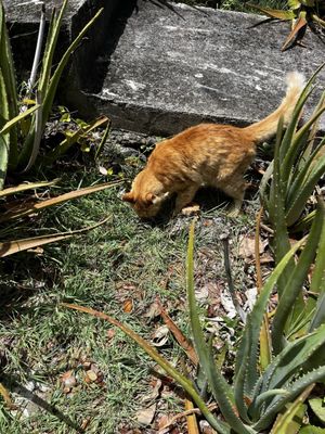 Olga's Fancy by null