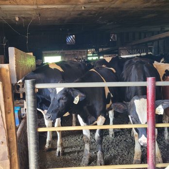 Hansen's Dairy Farm - Hudson - Crowded and dirty - Food Tours Near Me - Hudson, Iowa Hansen's Dairy Farm - Hudson - Crowded and dirty - Food Tours Near Me - Hudson, Iowa