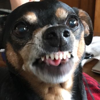 Colebrook Veterinary Clinic - Willie. RIP - Veterinarians Near Me - Colebrook, New Hampshire