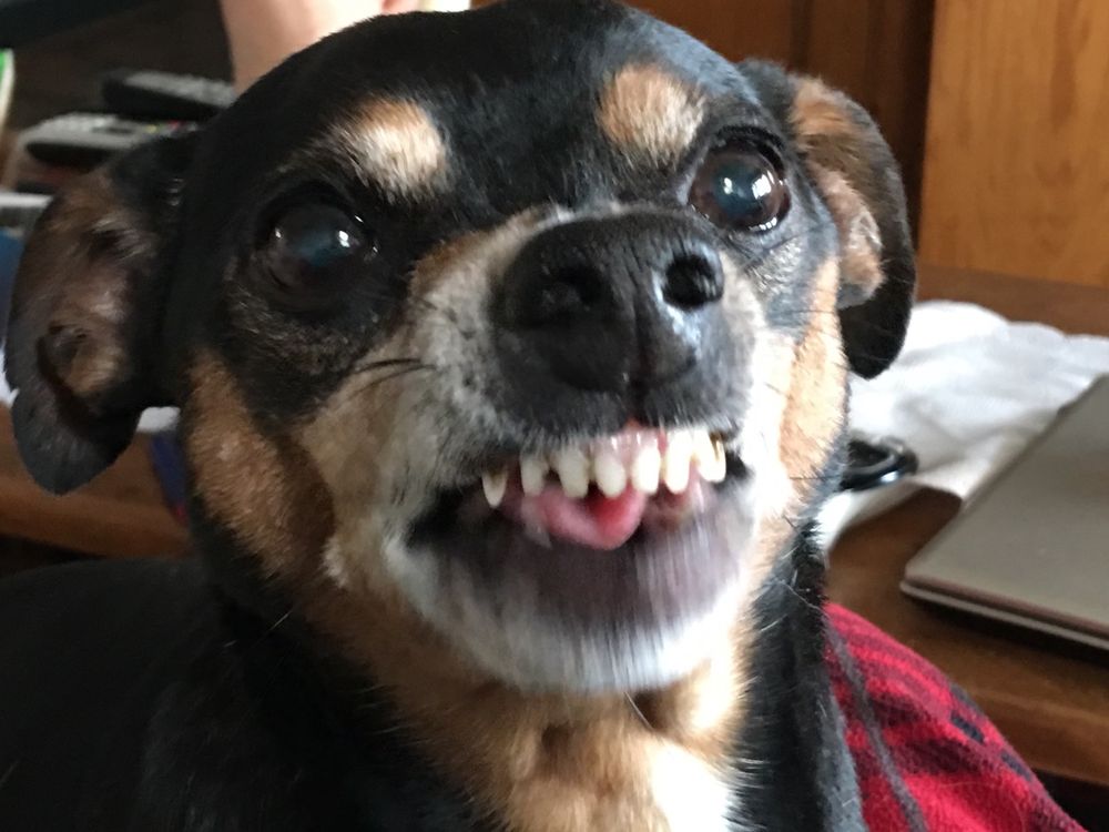 COLEBROOK VETERINARY CLINIC Updated October 2024 10 Reviews 180