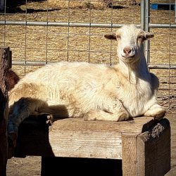 Lane Farms - A fun place to bring the kids to talk to the animals.
