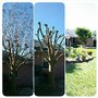 Photo of Kens Yard and Tree Service