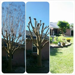 Kens Yard and Tree Service - Crepe myrtle topping before and after.