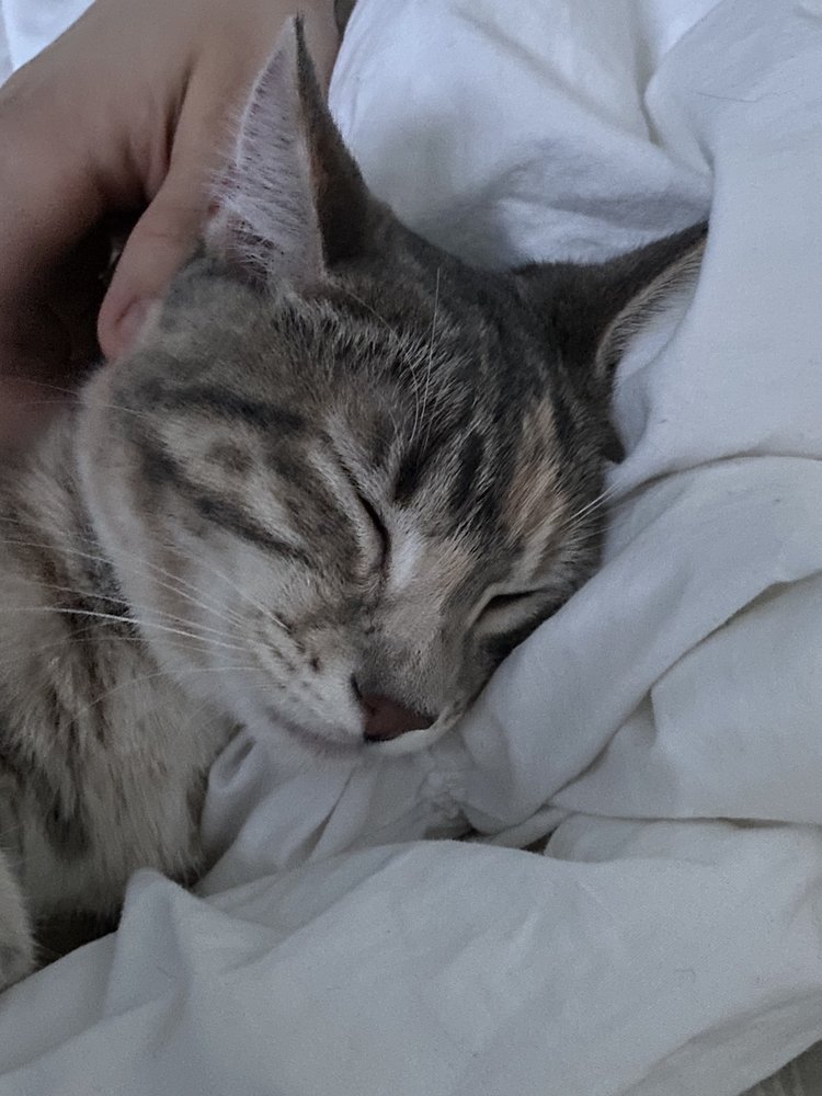 HUMANE SOCIETY OF WELD COUNTY Updated October 2024 81 Photos & 37