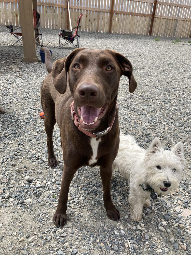 YELLOWSTONE PET BOARDING 14 Photos Pet Boarding 1 Caledonia Rd