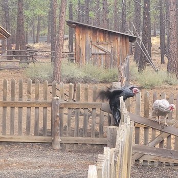 High Desert Museum - Museums Near Me - Bend, Oregon