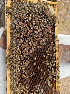 Kritscher Apiaries on Yelp