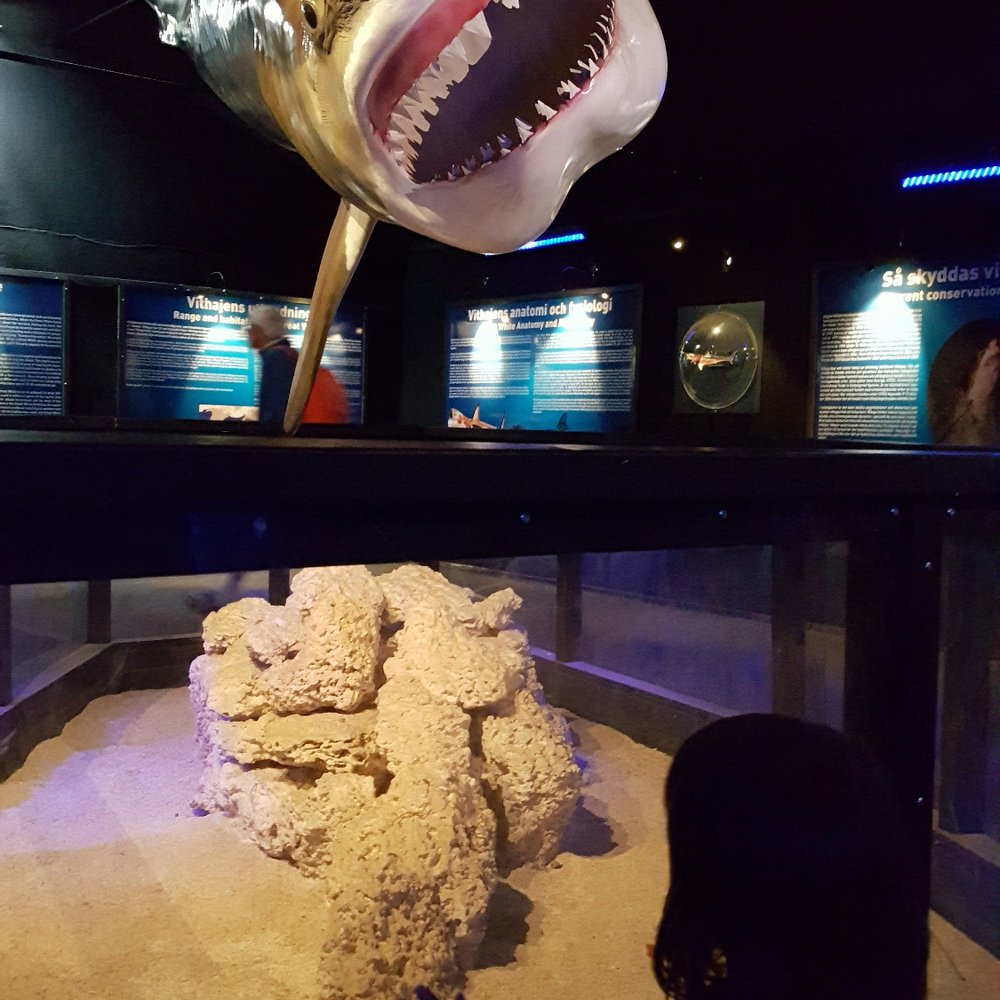 Fjärilshuset Haga ocean - Shark exhibition - Zoos Near Me - Solna, Alberta
