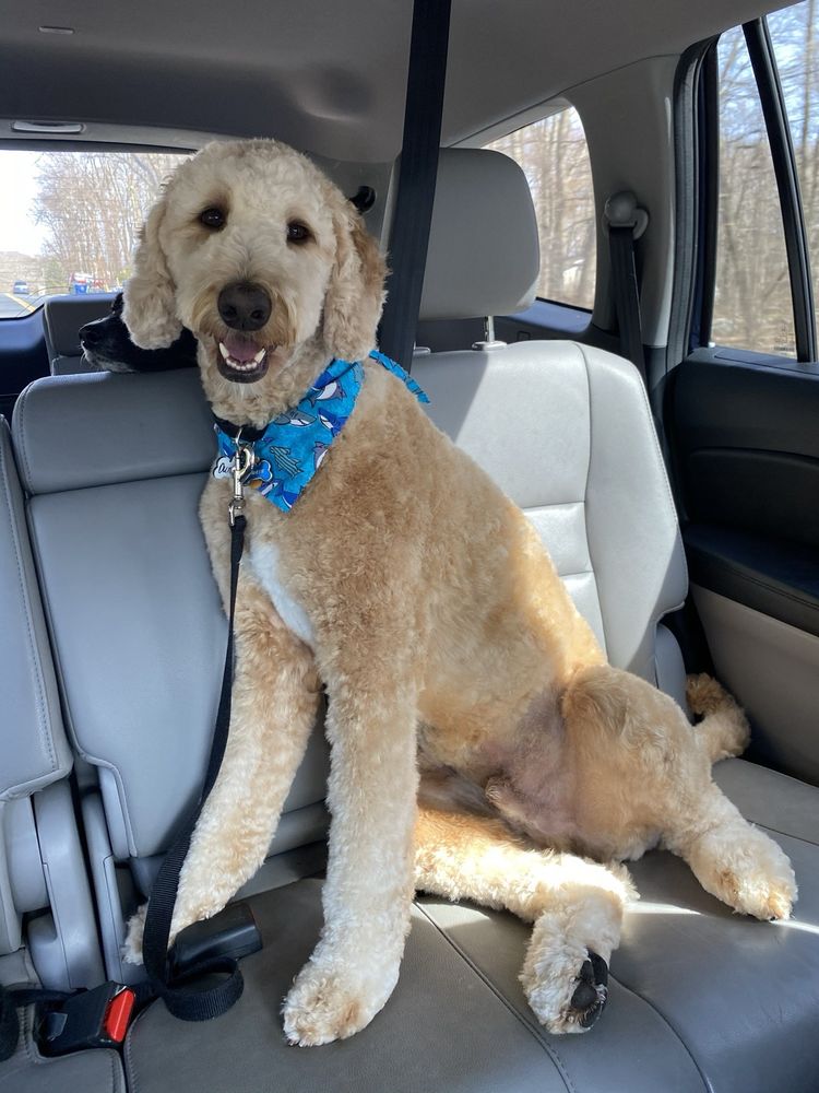 DOODLED PET GROOMING Updated May 2024 4224 Wildflower Dr