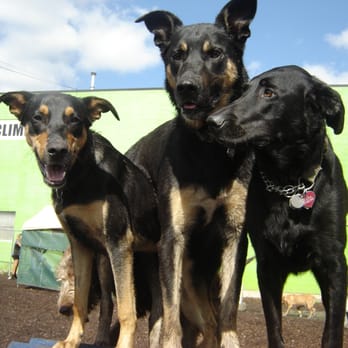 Sadie's K9 Stay and Play - Pet Training Near Me - Edmonton, Alberta Sadie's K9 Stay and Play - Pet Training Near Me - Edmonton, Alberta