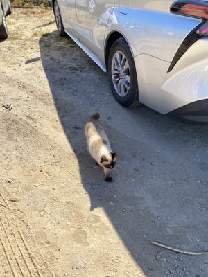 Florence Fang Community Farm by null