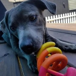 Dog City Hotel & Spa