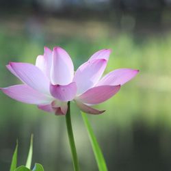 William Tricker Inc Water Gardens - Pink lotus.