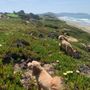 Photo of SF City Dog Walks