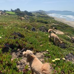SF City Dog Walks