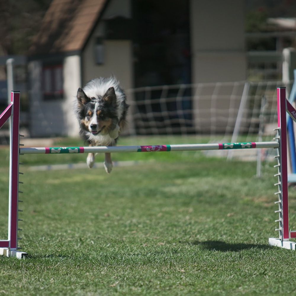 Happy Dog Agility - Pet Training Near Me - Moorpark, California