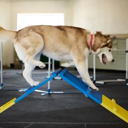 Chasing Trails Dog Enrichment Center - Showing off the A-frame ramp