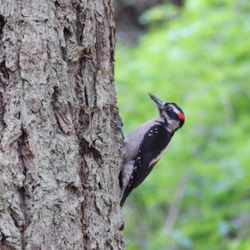 Lynndale Park - Woodpecker out foraging.