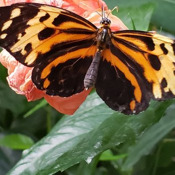 Butterfly Pavilion - Museums Near Me - Westminster, Colorado