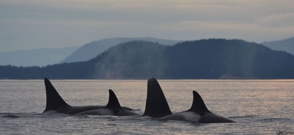 Steveston Seabreeze Adventures Vancouver by null