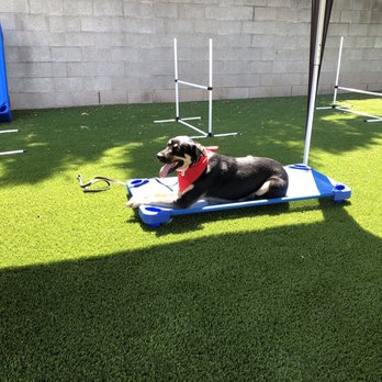 Rosewood K-9 - Prince holding place on pick up day! after not seeing me for 30 days! Good boy!! - Pet Training Near Me Rosewood K-9 - Prince holding place on pick up day! after not seeing me for 30 days! Good boy!! - Pet Training Near Me