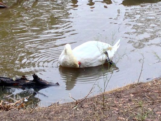 Audubon Park by null