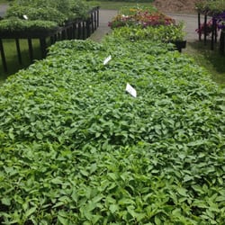 Tracie's Community Farm