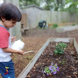 Headwaters School - A Primary student watering their courtyard garden.