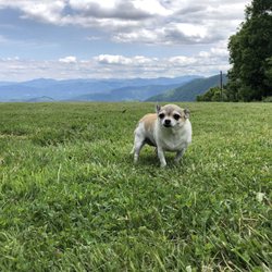 Purchase Knob - Furbaby friendly