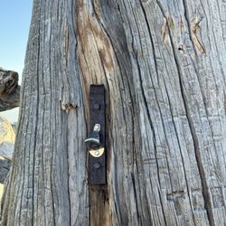 Ontario Peak - The only tree w/ a bottle opener