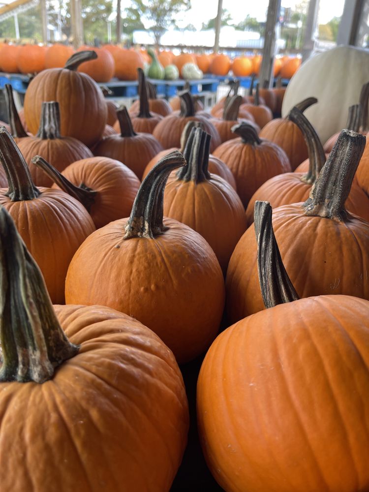 BEASLEY’S FARM MARKET Updated October 2024 20 Photos 4001 Indian