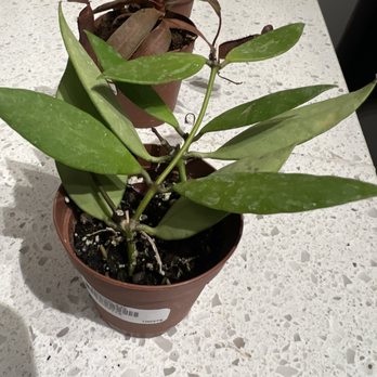 Tonkadale Greenhouse - Unnamed Hoya - Nurseries & Gardening Near Me - Minnetonka, Minnesota Tonkadale Greenhouse - Unnamed Hoya - Nurseries & Gardening Near Me - Minnetonka, Minnesota