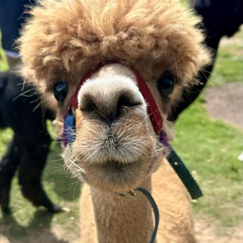 Canzelle Alpacas - Cute alpaca! - Farms Near Me - Carpinteria, California Canzelle Alpacas - Cute alpaca! - Farms Near Me - Carpinteria, California