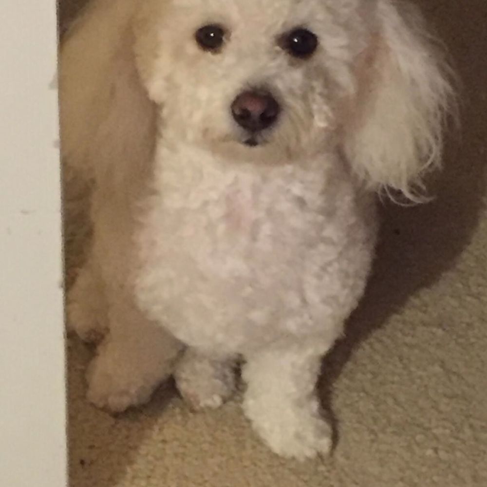 Pooch & Purr - Lucy - Pet Groomers Near Me - Sacramento, California
