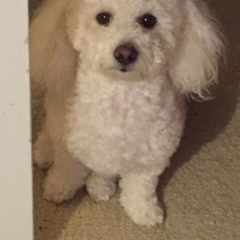 Pooch & Purr - Lucy - Pet Groomers Near Me - Sacramento, California Pooch & Purr - Lucy - Pet Groomers Near Me - Sacramento, California