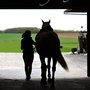 Photo of Horse Infinity