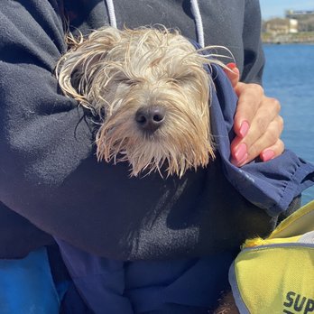 SUP Pups - LMAO after being rescued - Paddleboarding Near Me - San Diego, California SUP Pups - LMAO after being rescued - Paddleboarding Near Me - San Diego, California