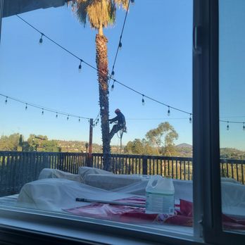 First Class Tree Service - Before - Tree Services Near Me