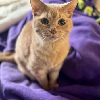 Paws Into Grace - Lady - Pet Hospice Near Me Paws Into Grace - Lady - Pet Hospice Near Me