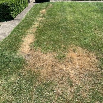 TruGreen Lawn Care - Tree Services Near Me - Orchard Park, New York TruGreen Lawn Care - Tree Services Near Me - Orchard Park, New York