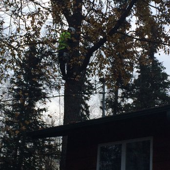 Far North Tree Services - Giant cottonwood next to the house. Notice the power line coming into the house right there too. - Tree Services Near Me Far North Tree Services - Giant cottonwood next to the house. Notice the power line coming into the house right there too. - Tree Services Near Me