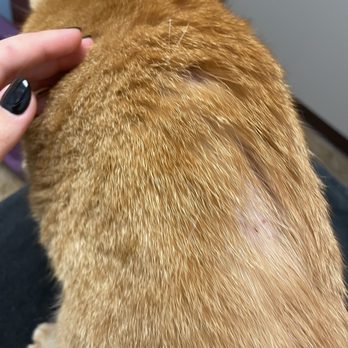 Riverview Animal Hospital - Sick cat - Veterinarians Near Me - Bellevue, Kentucky Riverview Animal Hospital - Sick cat - Veterinarians Near Me - Bellevue, Kentucky
